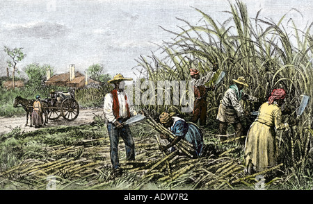 Afroamericans cutting sugar cane on a plantation in the Deep South 1800s. Hand-colored woodcut Stock Photo