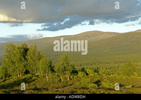 Evening light on Scottish mountain Cairngorm viewed from Tullochgrue Stock Photo