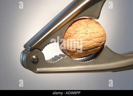 Walnut in a nut-cracker. Stock Photo