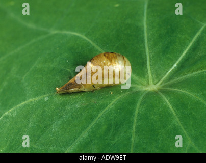 Marmalade hoverfly Episyrphus balteatus puparium on a leaf Stock Photo