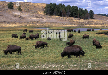 plains buffalo (Bison bison), in Yellowstone Nationalpark, USA Stock Photo