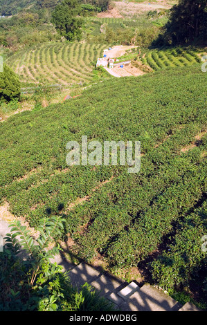 tea plantation Wenshan district Taipei city Taiwan China Stock Photo