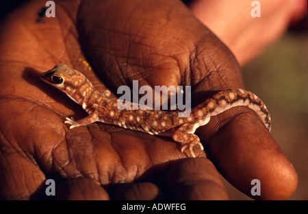 Marbled velvet gecko, [Central Australia] Stock Photo