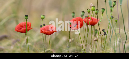 Papaver Rhoeas. Line of poppies in a wheat field in the English countryside Stock Photo