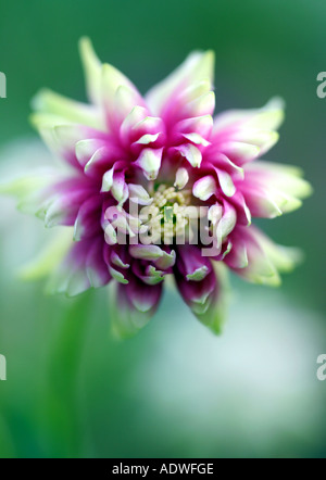 Aquilegia vulgaris var. stellata 'Nora Barlow'. Columbine 'Nora Barlow' flower Stock Photo