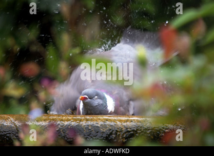 Columba livia domestica. Common pigeon washing in a bird bath in an English country garden Stock Photo