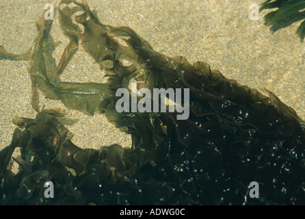 Laver Algae Seaweed - Purple Laver (Porphyra umbilicalis) Attached to rocks / from ...