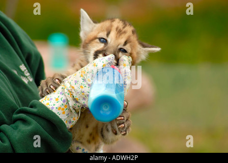 Little mountain lion 6 weeks old Stock Photo