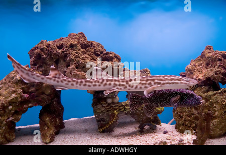 A leopard shark and spotted puffer fish swim in tandem in front of large coral. Stock Photo