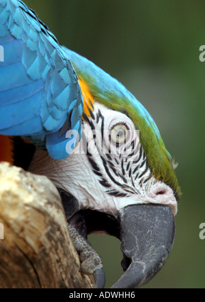 Ara ararauna. Captive blue-and-yellow macaw biting his wooden perch Stock Photo