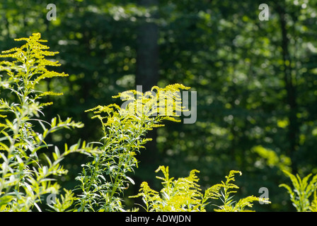 Golden Rod -Salidago- in a New England forest during the summer months The Golden Rod is part of the Aster family Stock Photo