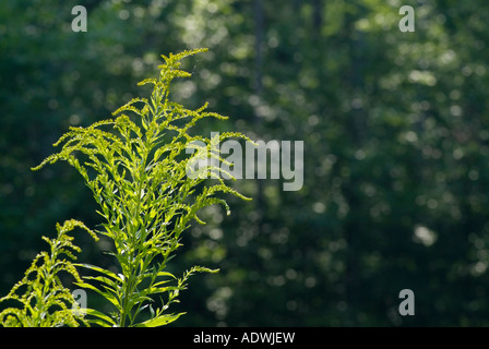 Golden Rod -Salidago- in a New England forest during the summer months The Golden Rod is part of the Aster family Stock Photo