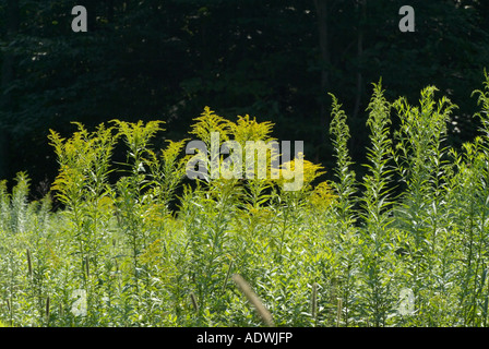 Golden Rod -Salidago- in a New England forest during the summer months The Golden Rod is part of the Aster family Stock Photo