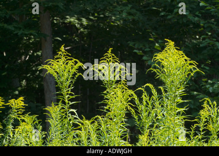 Golden Rod -Salidago- in a New England forest during the summer months The Golden Rod is part of the Aster family Stock Photo