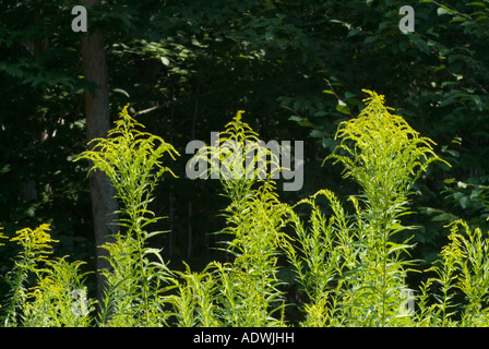 Golden Rod -Salidago- in a New England forest during the summer months The Golden Rod is part of the Aster family Stock Photo