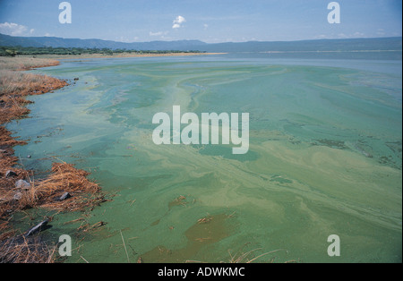 Lake Bogoria in the Great Rift Valley Kenya East Africa Stock Photo