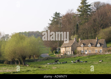 Peaceful village scene of Oxfordshire cottages and Friesian cows Swinbrook The Cotswolds England United Kingdom Stock Photo