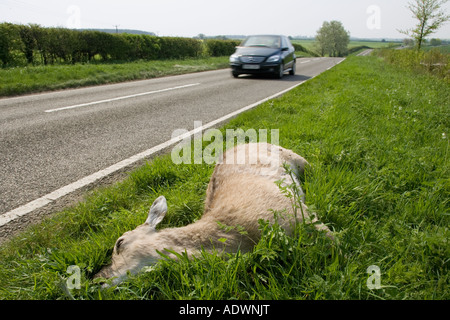 Car drives past dead deer on country road Charlbury Oxfordshire United Kingdom Stock Photo