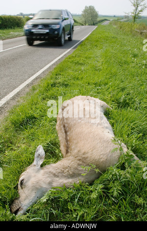 Car drives past dead deer on country road Charlbury Oxfordshire United Kingdom Stock Photo
