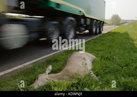 Lorry drives past corpse of dead deer by roadside on country road Charlbury Oxfordshire United Kingdom Stock Photo
