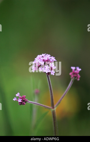 Verbena Boniarensis in a London garden England United Kingdom Stock Photo