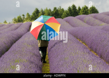 Woman walks through Snowshill lavender field Worcestershire United Kingdom The Cotswolds Stock Photo