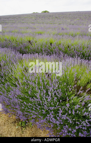 Snowshill lavender field Worcestershire United Kingdom The Cotswolds ...