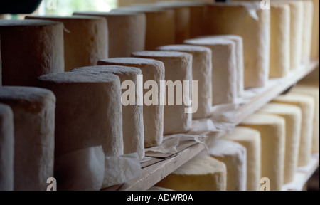 maturing and ripening blue Stilton cheese stored in factory Stock Photo