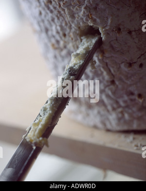 taking a core from a blue stilton cheese to assess texture quality and taste for future maturing Stock Photo