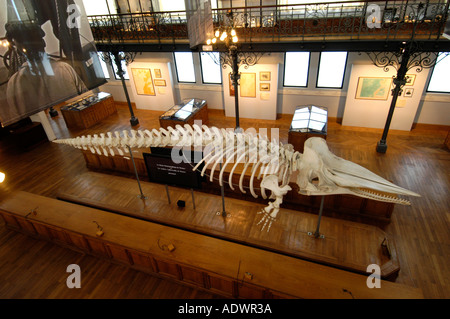 Whale skeleton in the Oceanographic Museum, Monaco Stock Photo