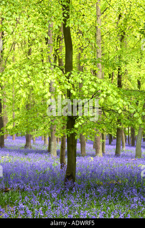 Bluebells in beech wood Ringshall Herts England Stock Photo