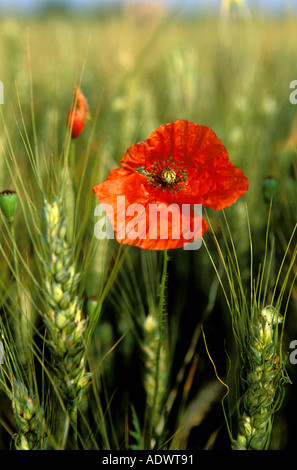 cornfield Stock Photo