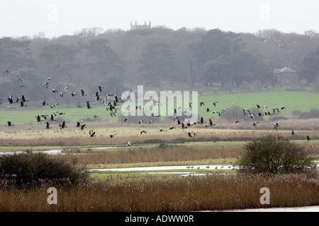 Migrating Pink Footed geese over wintering on marshland at Holkham North Norfolk coast East Anglia Eastern England Stock Photo