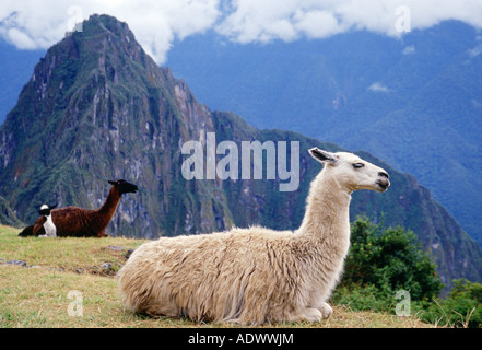 Llamas rest by Machu Picchu ruins of Inca citadel in Peru South America Stock Photo