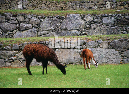 Llamas graze by Machu Picchu ruins of Inca citadel in Peru South America Stock Photo