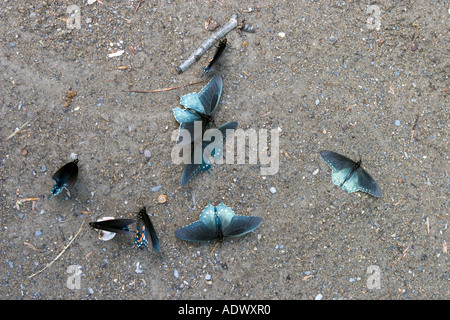 Pipevine swallowtails exhibiting mudding behavior Stock Photo