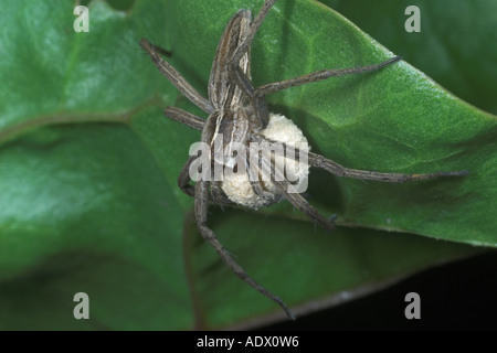 Hunting spider Pisaura mirabilis with egg case. England