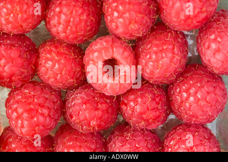 Raspeberries displayed for sale Stock Photo