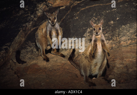 Black footed rock wallabies at night male wild central Australia Stock Photo