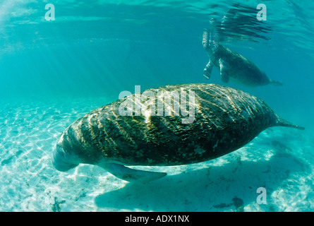 Manatee with Calw Trichechus manatus latirostris Florida USA Stock Photo