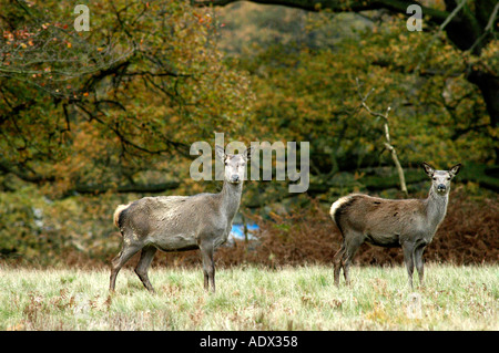 Red deer in Windsor Great Park Stock Photo