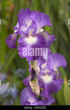 Bearded Iris City Lights Fort Mason Community Garden San Francisco CA Stock Photo