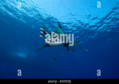 oceanic whitetip shark accompanied by pilot fishes Carcharhinus longimanus Red Sea Egypt Stock Photo