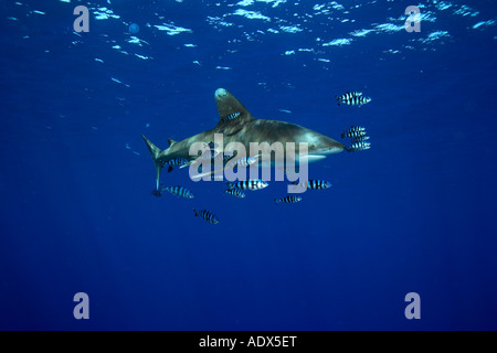oceanic whitetip shark accompanied by pilot fishes Carcharhinus longimanus Red Sea Egypt Stock Photo