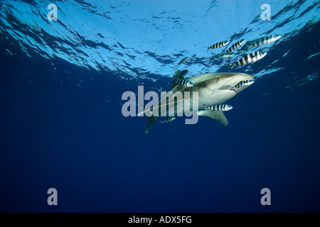 Pilot fish hi-res stock photography and images - Alamy