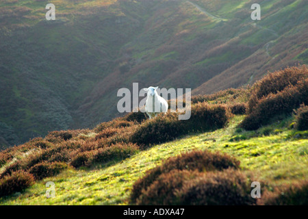 Sheep looks on from grazing the Long Mynd  Church Stretton Hills Shropshire England UK GB Europe British Isles Stock Photo