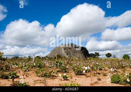 Cotton field under blue sky filled with puffy white cotton like clouds in northern Mozambique Stock Photo