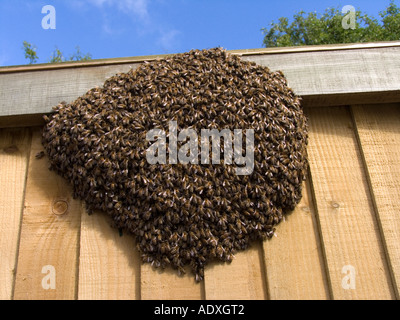 Apis mellifera Betton Honey Farm Stock Photo