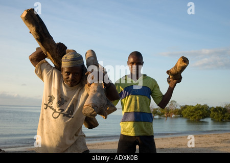 Two young men unloading a dhow on the Indian Ocean Africa Mozambique that was carrying a load of firewood Stock Photo