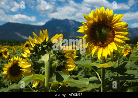 Sunflower postcard - region of friuli venezia giulia - pordenone – italy Stock Photo